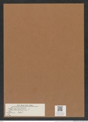 Stictodiscus sp. (de-Toni-Nr.: Genus 205) Zeichnungen Sammlung Grunow Mappe 05029 (Herbarium_W_Grunow_drawings_Folder_05029)